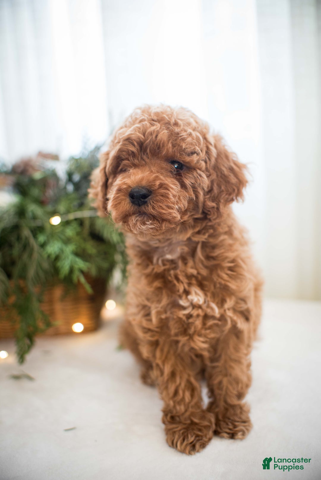 Miniature Poodle dogs for sale: Cinnamon Spice - Ad 7
