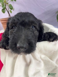 Goldendoodle dogs Pumpkin - ready for delivery - Ad 2