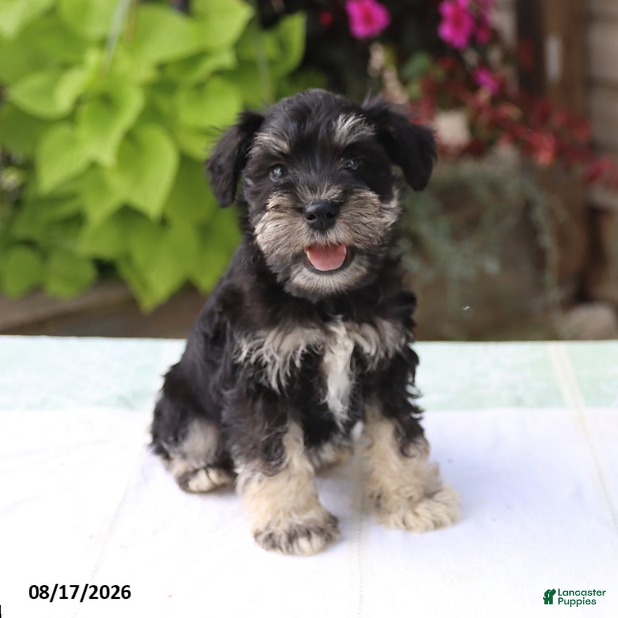 Miniature Schnauzer dogs Paxton - Ad 1