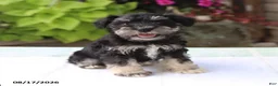Miniature Schnauzer dogs for sale: Paxton - Ad 1