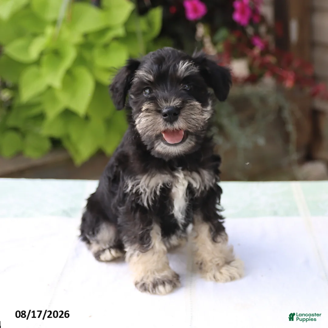 Miniature Schnauzer dogs for sale: Paxton - Ad 1