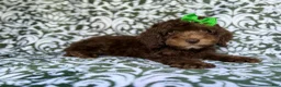 Cavapoo dogs for sale: Claire - Ad 8