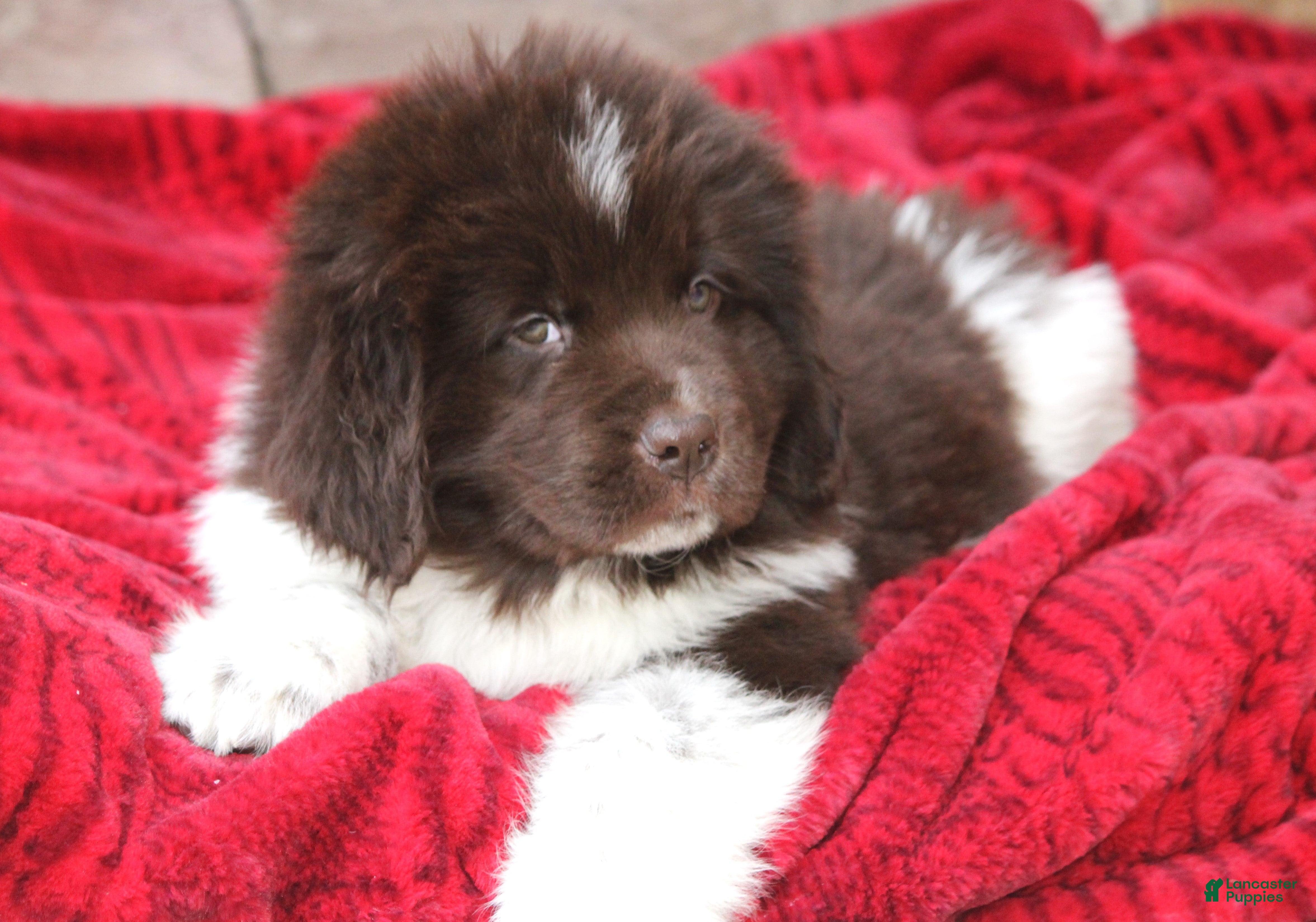 Newfoundland dogs Phoenix - Ad 26