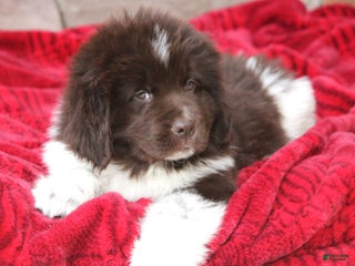 Newfoundland dogs Phoenix - Ad 5