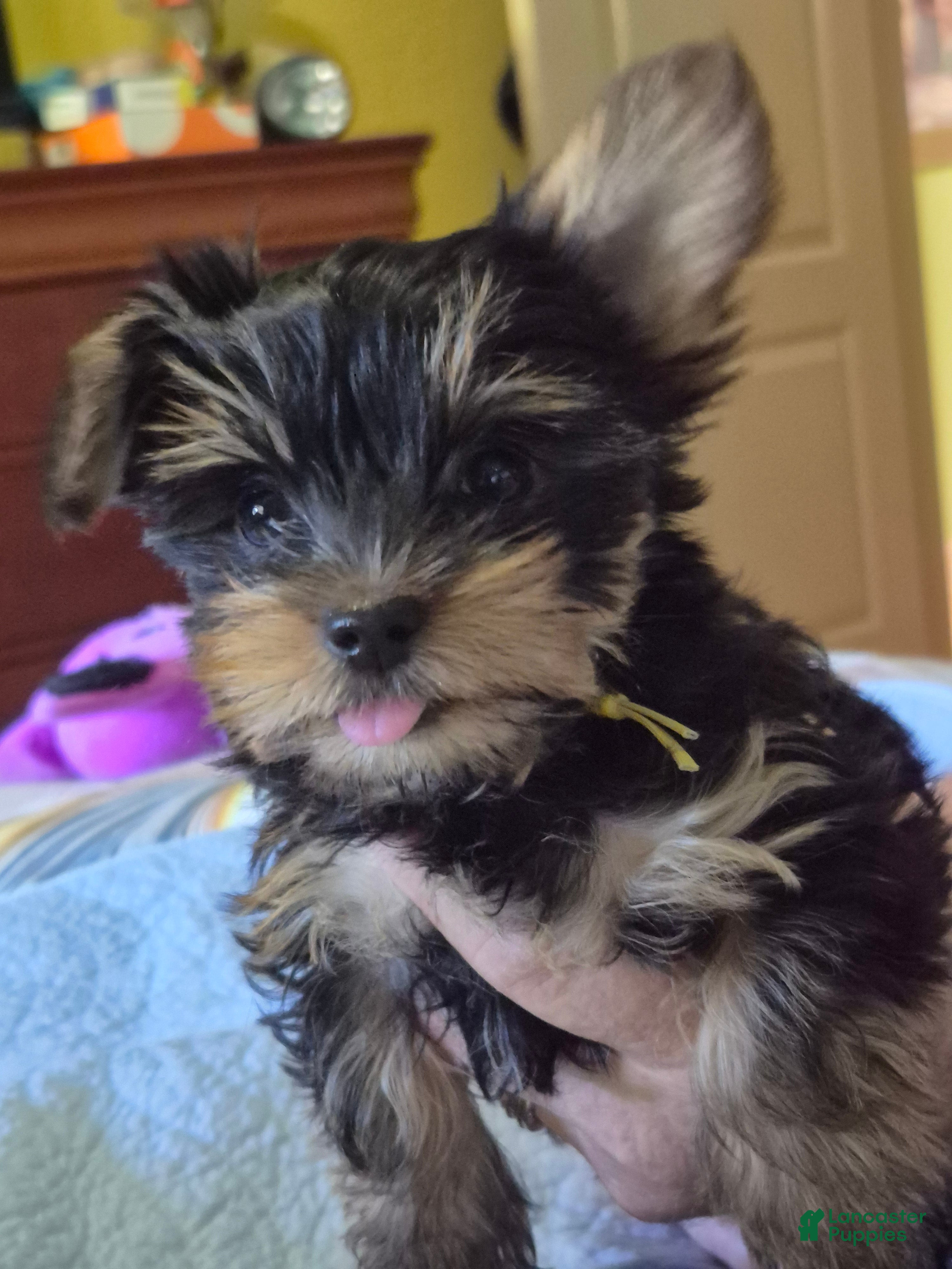 Yorkshire Terrier dogs Mellow Yellow  - Ad 1