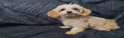 Maltipoo dogs for sale: Opalescent- in home raised, non-shedding - Ad 4