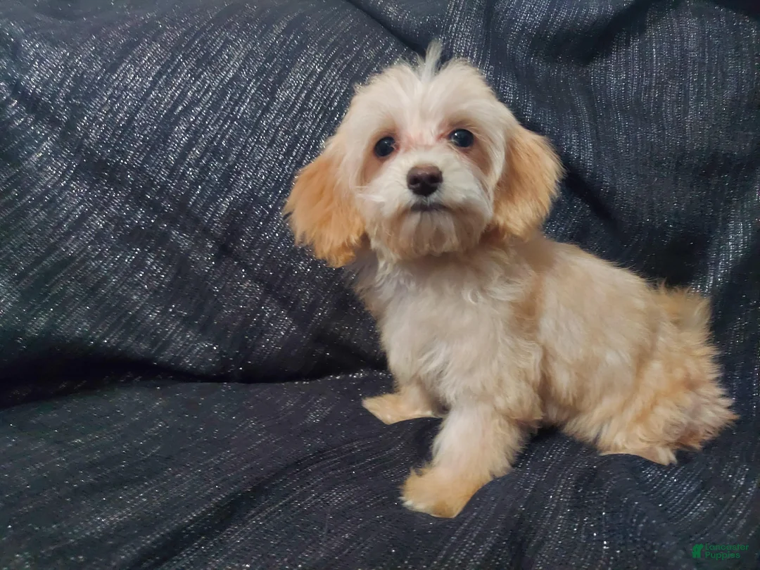 Maltipoo dogs for sale: Opalescent- in home raised, non-shedding - Ad 4