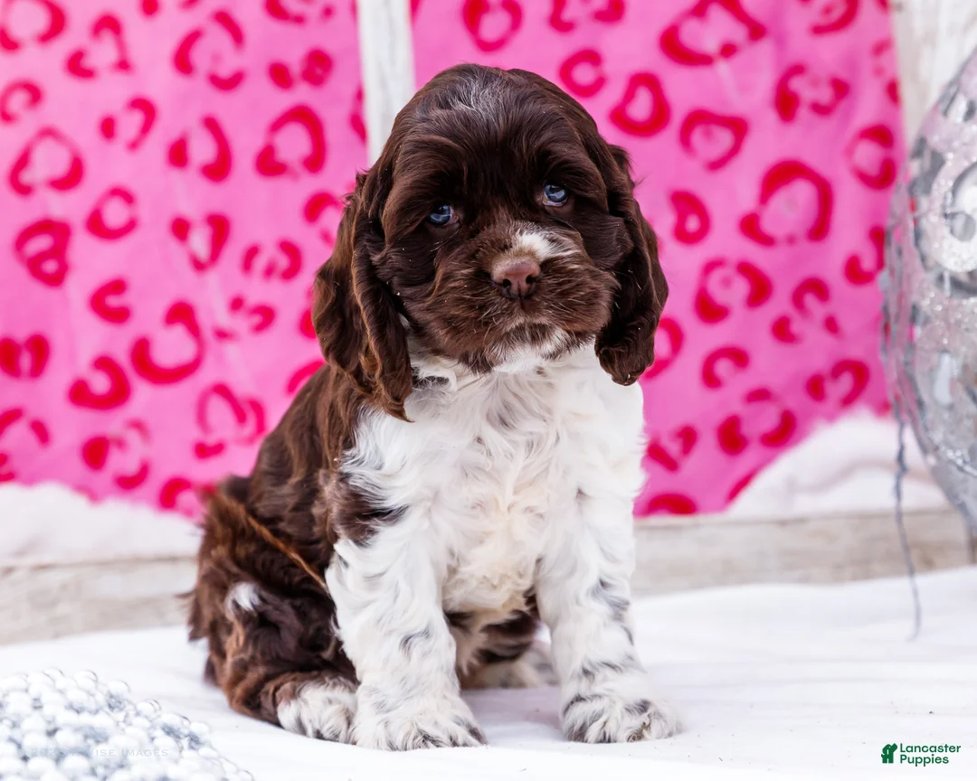 Cocker Spaniel dogs for sale: Whitney - Ad 8