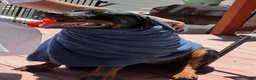 Rottweiler dogs for sale: Maxi - Ad 3