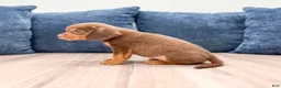 Beaglier dogs for sale: Robin - Ad 3