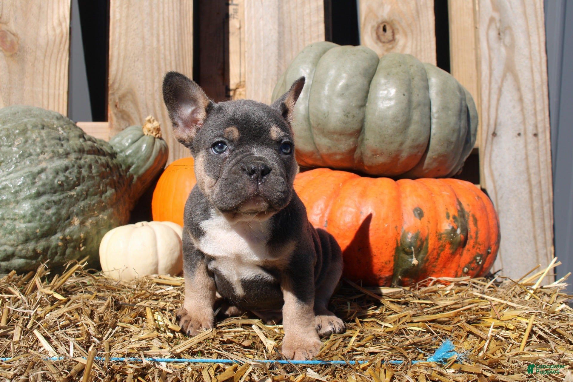 Mixed Breed dogs Tank  - Ad 1