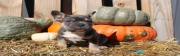 Mixed Breed dogs for sale: Tank  - Ad 1