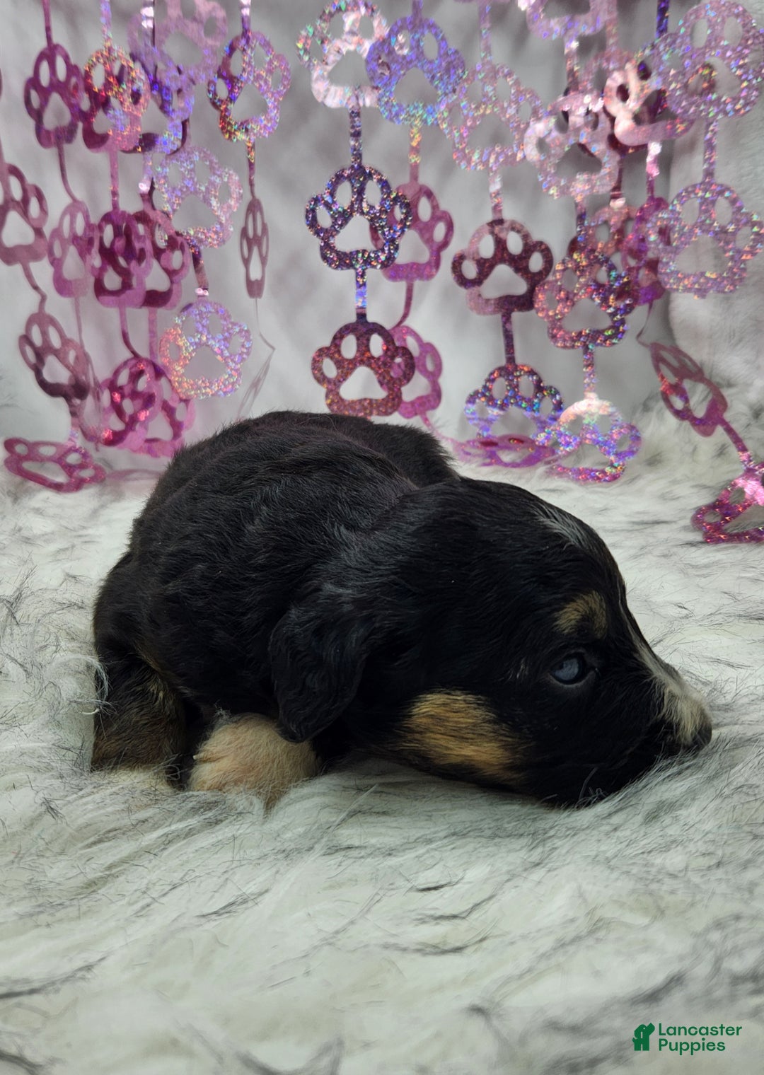 Mini Aussiedoodle dogs for sale: Mini Aussiedoodle Puppy 2 - Ad 6