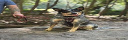 Australian Cattle Dog dogs for sale: Larry - Ad 3