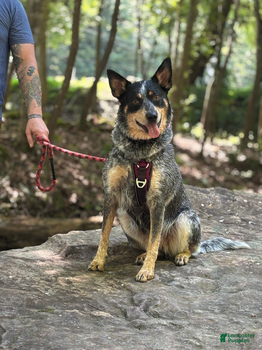 Australian Cattle Dog dogs for sale: Larry - Ad 3