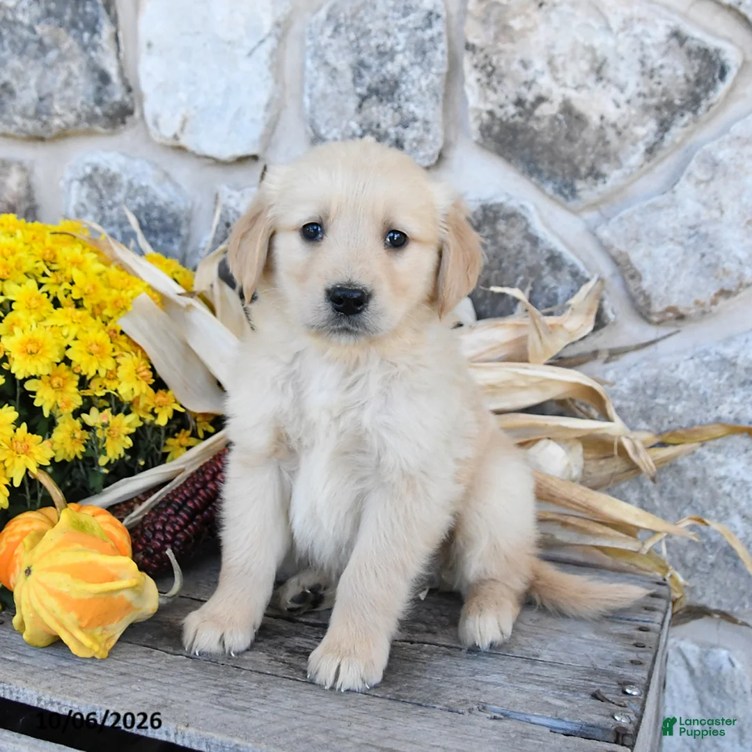 Golden Retriever dogs for sale: Bubba - Ad 1