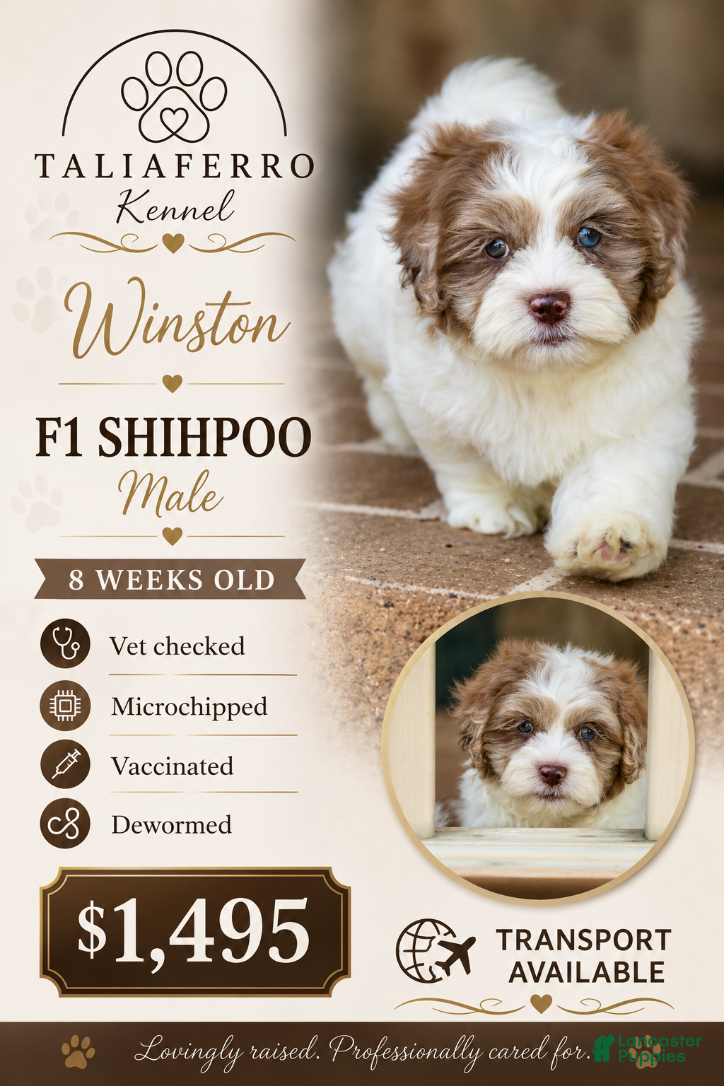 Shihpoo dogs Winston - Ad 1