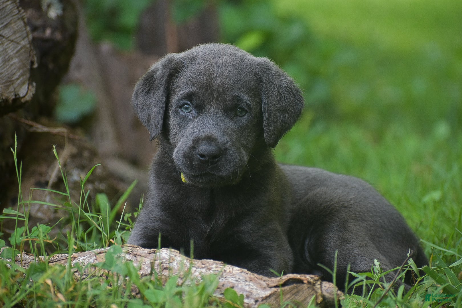 Labrador Retriever dogs Star - Ad 2