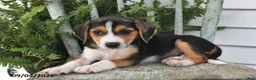 Beagle dogs for sale: Rosie - Ad 5