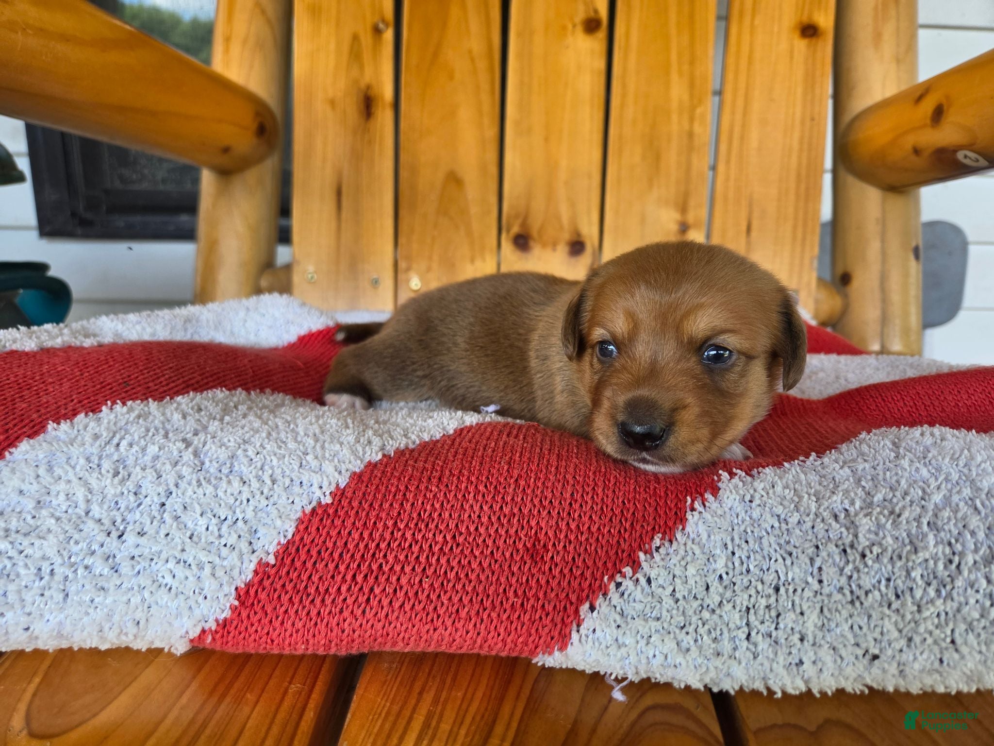 Miniature Dachshund dogs Callie - Ad 19