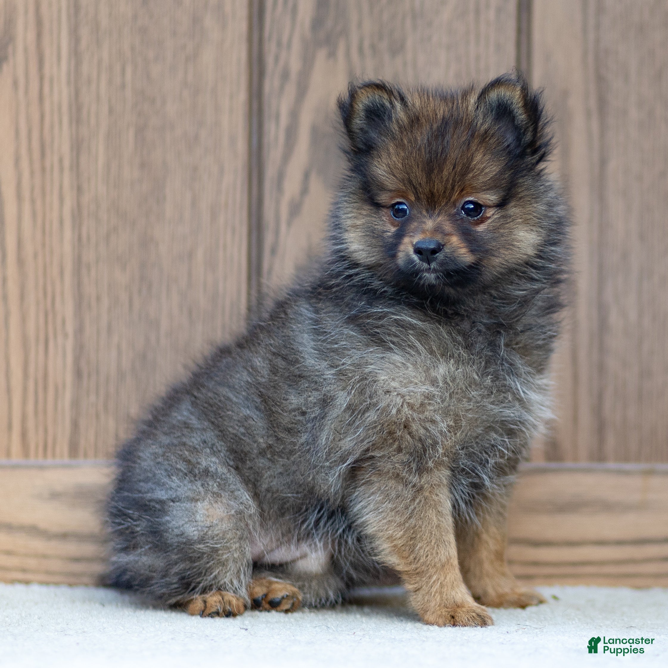 Pomeranian dogs Ava - Ad 2