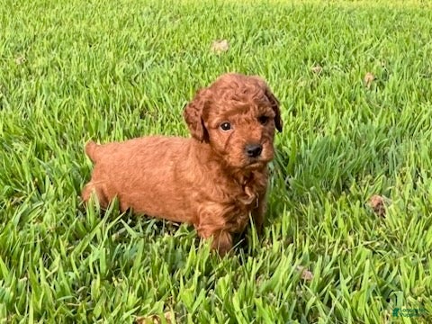 Mini Goldendoodle dogs Charlie - Ad 1