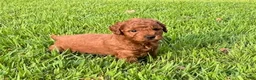 Mini Goldendoodle dogs for sale: Charlie - Ad 1