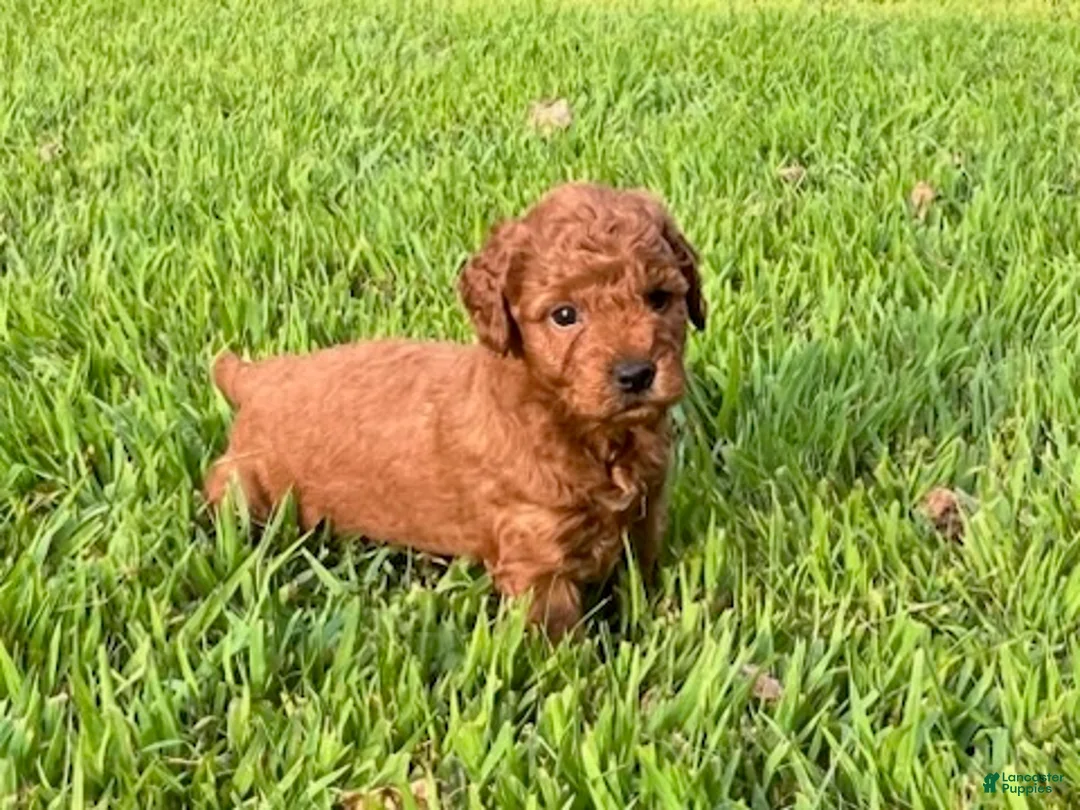 Mini Goldendoodle dogs for sale: Charlie - Ad 1