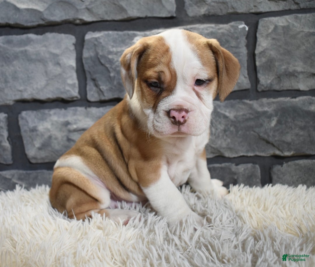 Mixed Breed dogs for sale: Rusty  - Ad 2