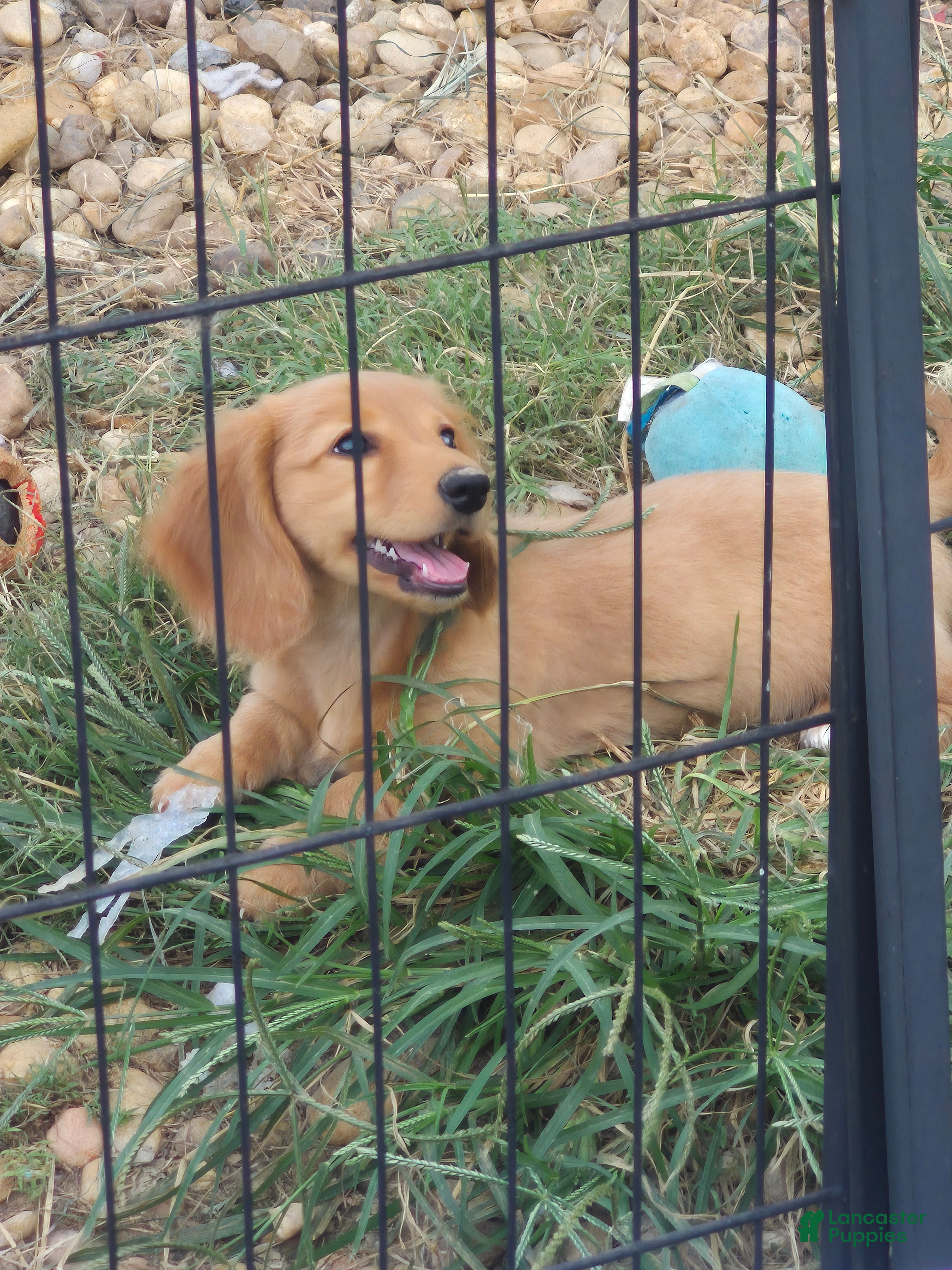 Miniature Dachshund dogs Akc  girl genetics on parents  - Ad 1