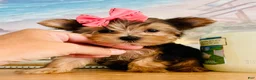 Yorkshire Terrier dogs for sale: Princess (teacup) - Ad 5