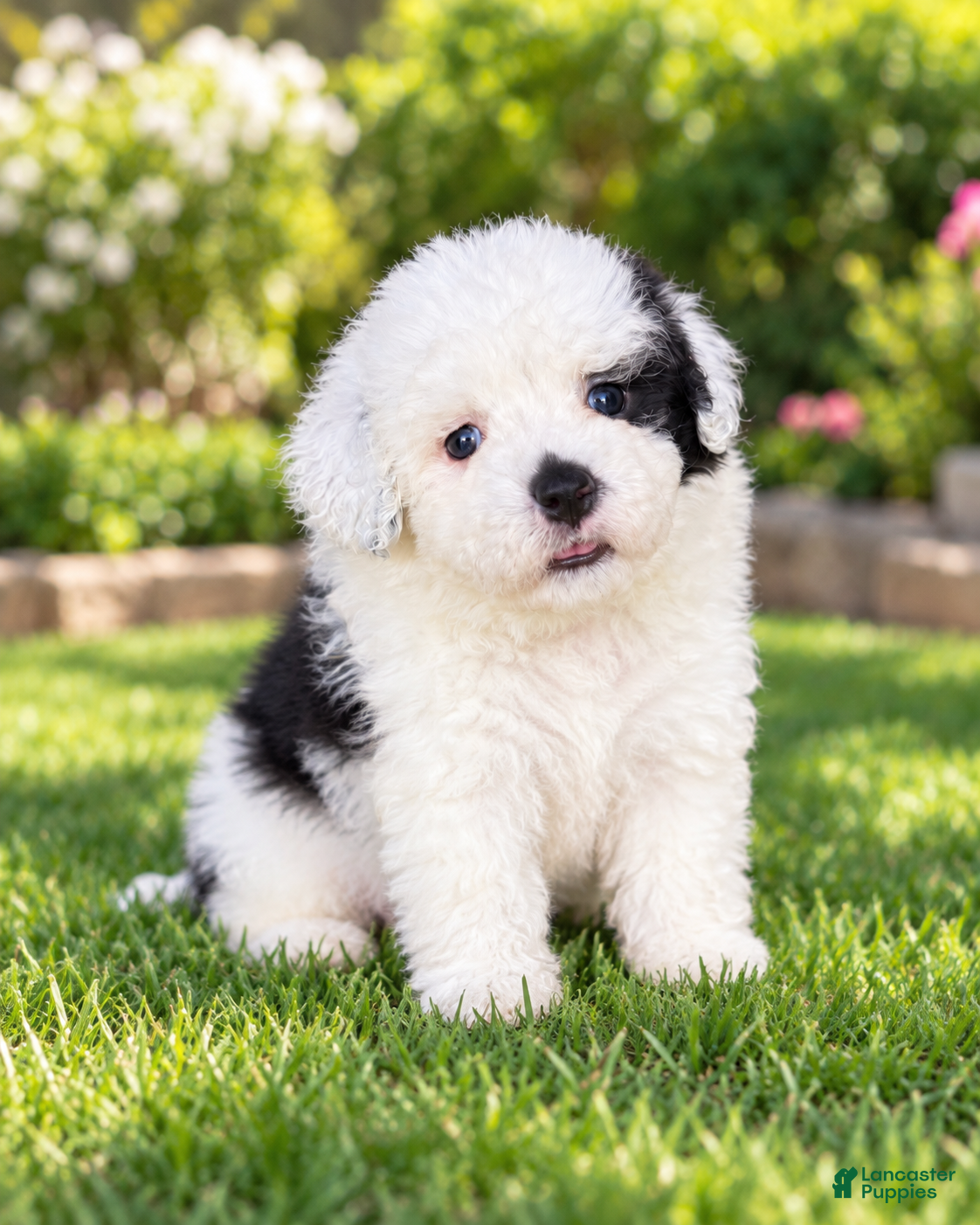 Shihpoo dogs Bert - Ad 2