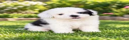 Shihpoo dogs for sale: Bert - Ad 2