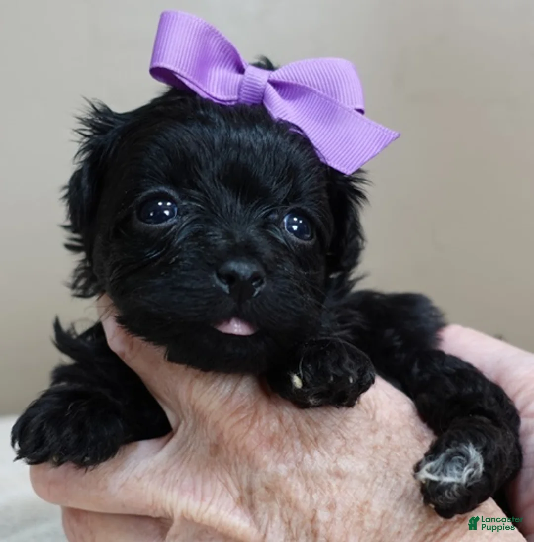 Maltipoo dogs for sale: Emersyn 1 lb 6 ozs - Ad 1