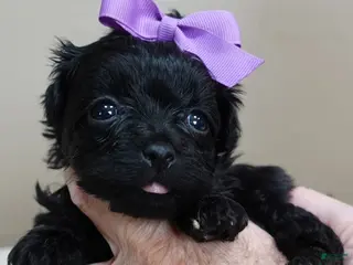 Maltipoo dogs Emersyn 1 lb 6 ozs - Ad 6