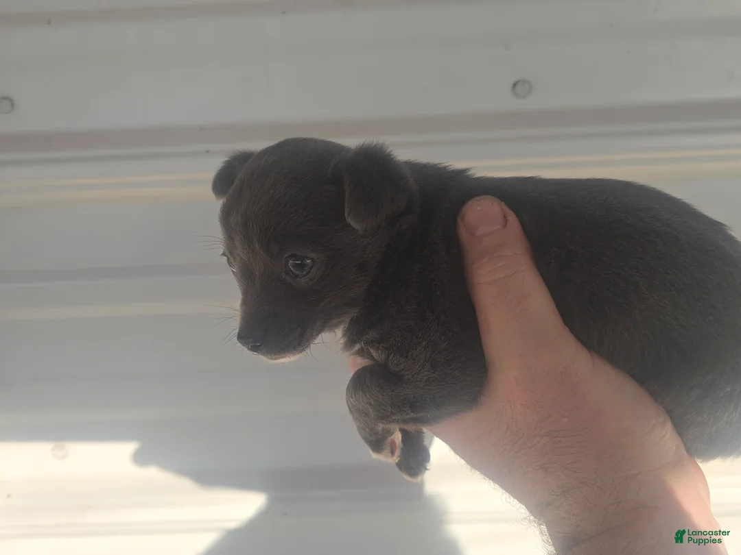 Mixed Breed dogs for sale: Mixed Breed Puppy 1 - Ad 5