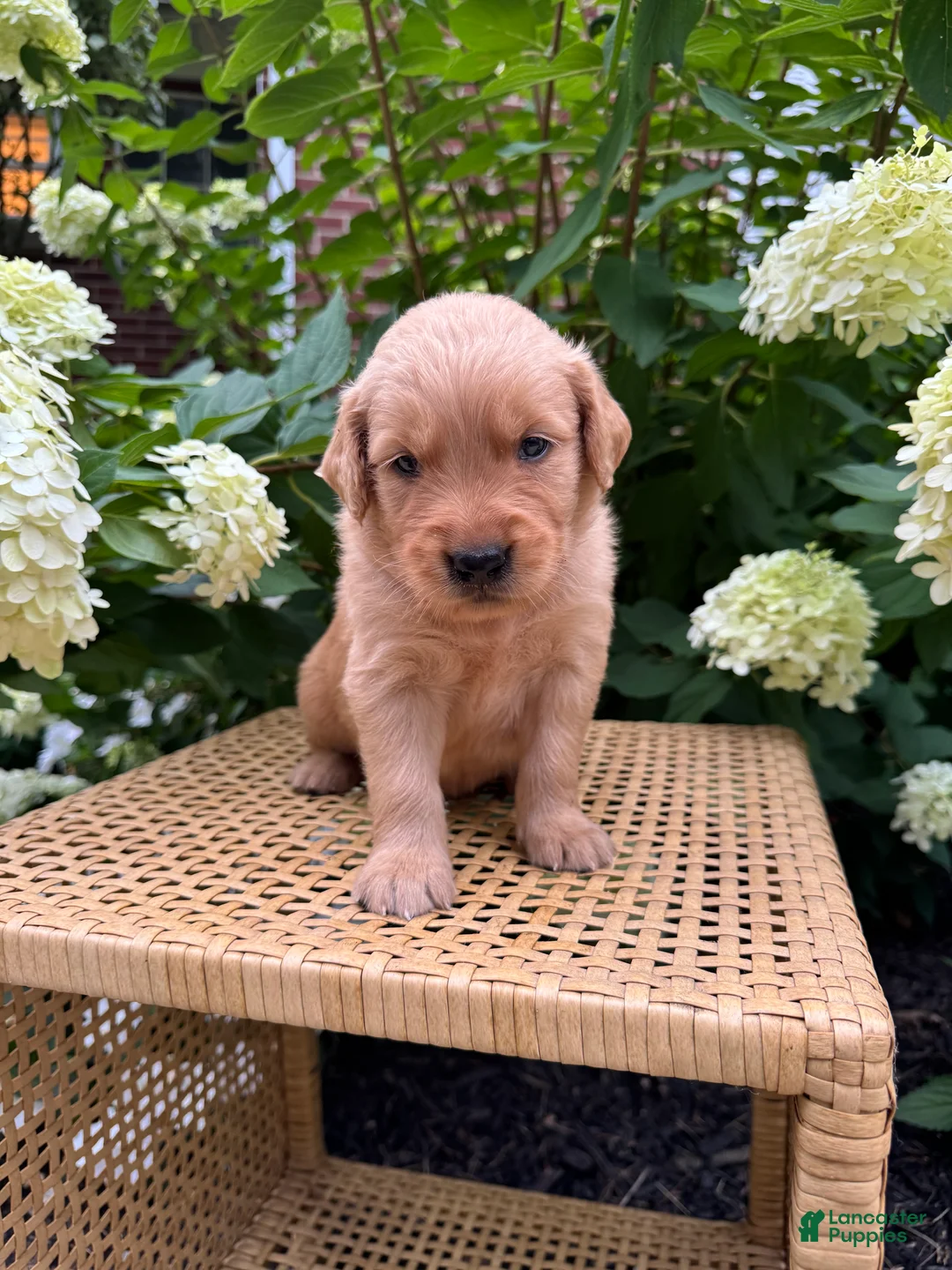 Golden Retriever dogs for sale: Golden Retriever 1 - Ad 2