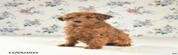 Miniature Poodle dogs for sale: Joy - Ad 5