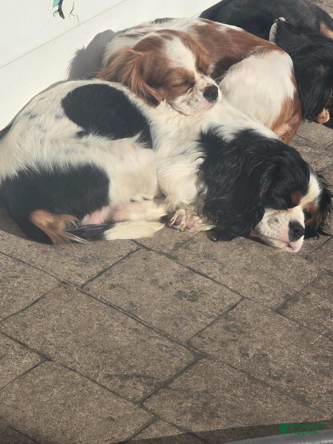 Cavalier King Charles Spaniel dogs for sale: Cavalier King Charles Spaniel Puppy 4 - Ad 6