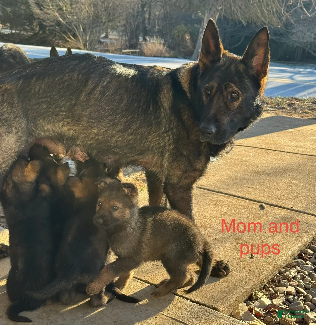 German Shepherd dogs for sale: Thor - Ad 11