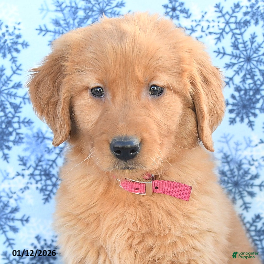 Golden Retriever dogs for sale: Lilac - Ad 3