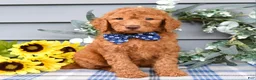 Standard Poodle dogs for sale: Richie  - Ad 4