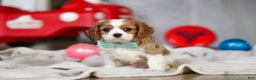 Cavalier King Charles Spaniel dogs for sale: Finn - Ad 1