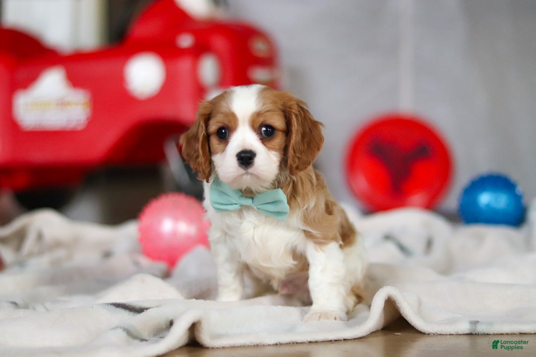 Cavalier King Charles Spaniel dogs for sale: Finn - Ad 1