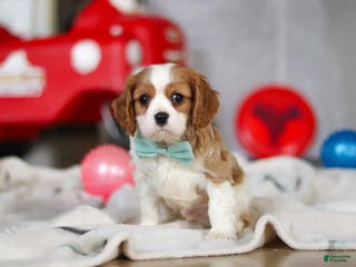Cavalier King Charles Spaniel dogs Finn - Ad 42