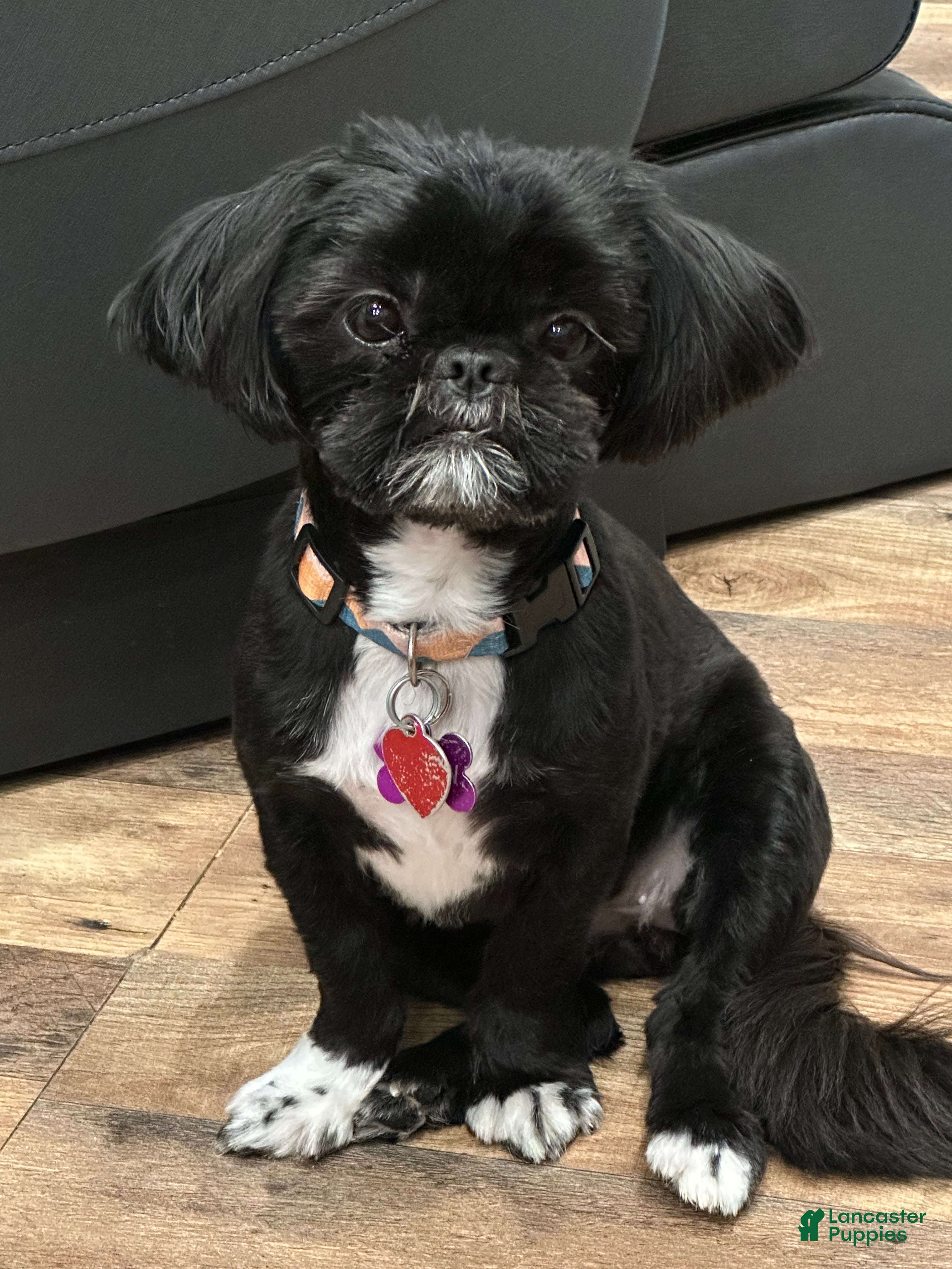 Shih Tzu dogs Shih Tzu litter of 4 puppies - Ad 37