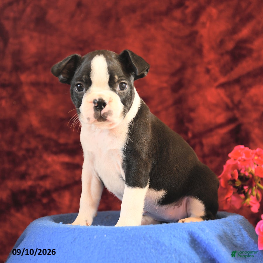 Boston Terrier dogs Chloe - Ad 1
