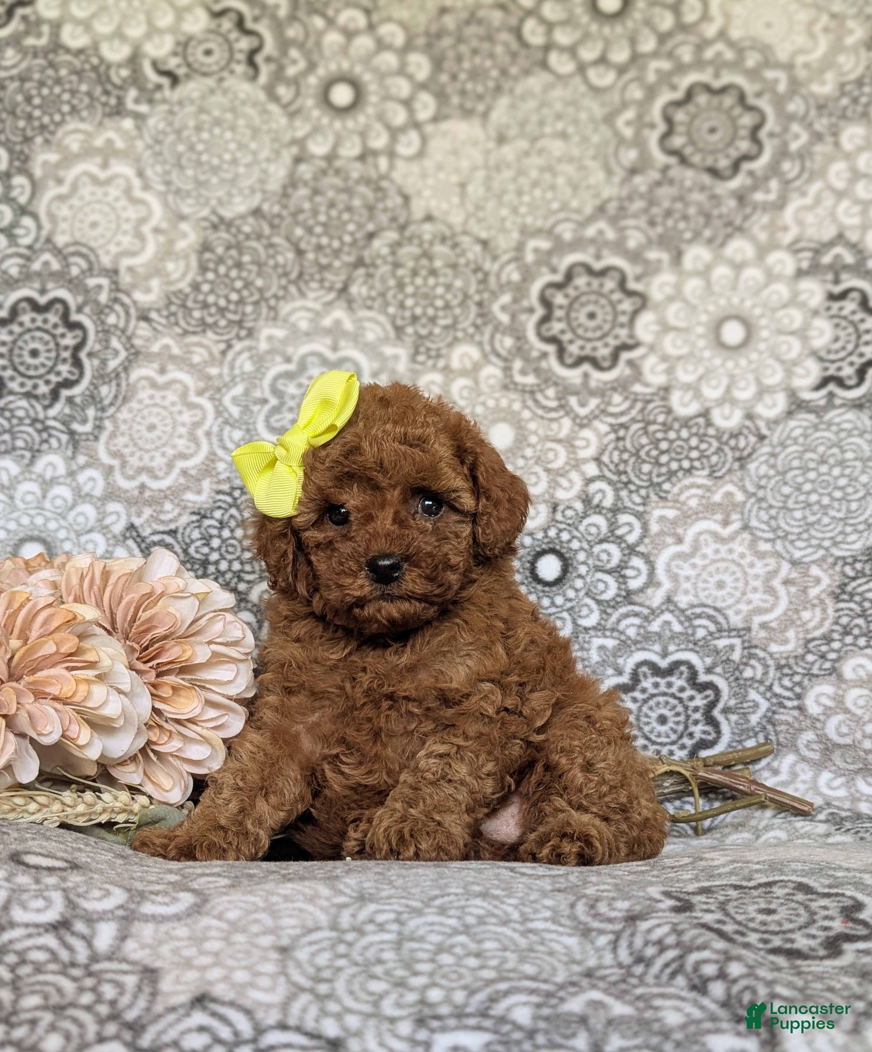 Toy Poodle dogs Mariana 9 lbs Full Grown - Ad 1