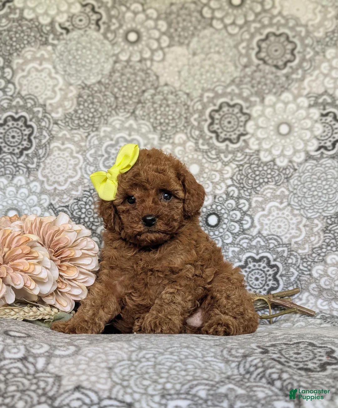 Toy Poodle dogs for sale: Mariana 9 lbs Full Grown - Ad 1