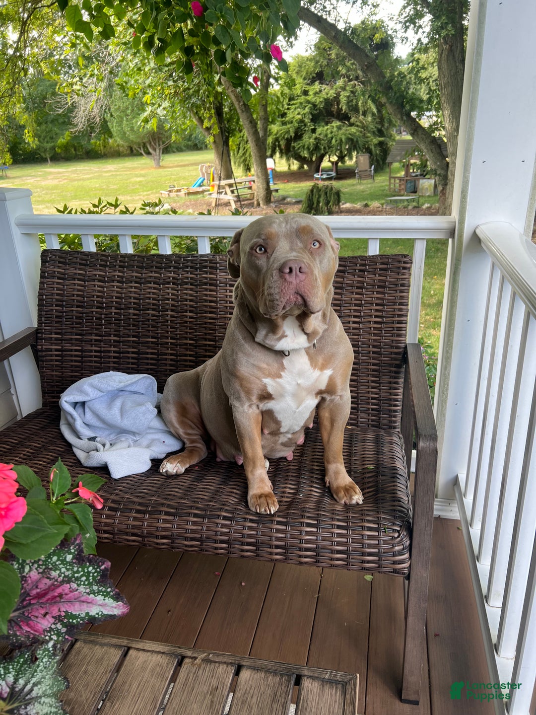 American Bully dogs for sale: Louis - Ad 13